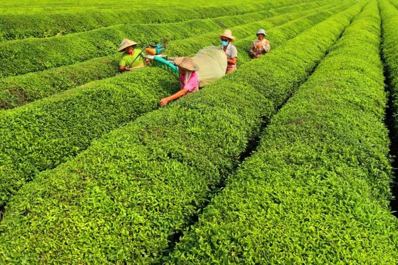 640_wx_fmt=jpeg&from=appmsg&tp=webp&wxfrom=5&wx_lazy=1 (13)